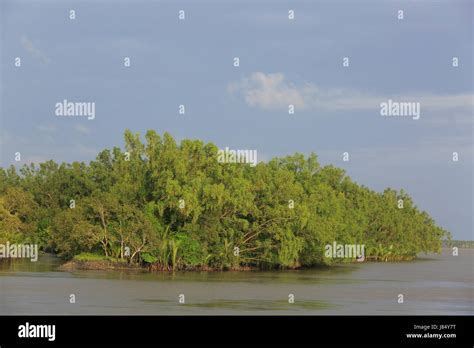 World Largest Mangrove Forest Sundarbans Famous For The Royal Bengal