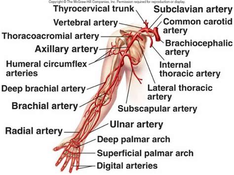 Leftarmarteriesimagesandlabels Blood Flow Is Distributed To Body