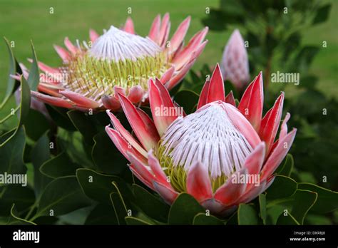 King Protea National Flower South Africa Africa Protea Stock Photo