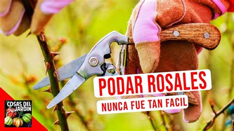 Consejos Prácticos para Podar Correctamente tus Rosas Aprende las