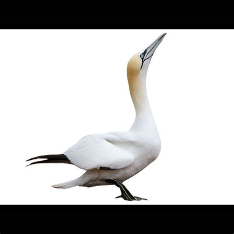 Northern Gannet Morus Bassanus Identification Birda