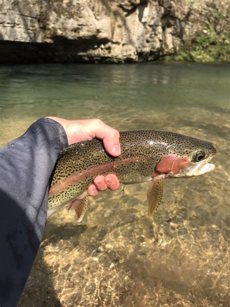 Missouri Blue Ribbon Trout Streams Mo Outdoors