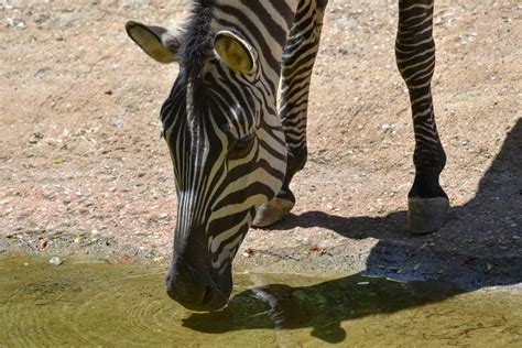 Plains Zebra | The Maryland Zoo