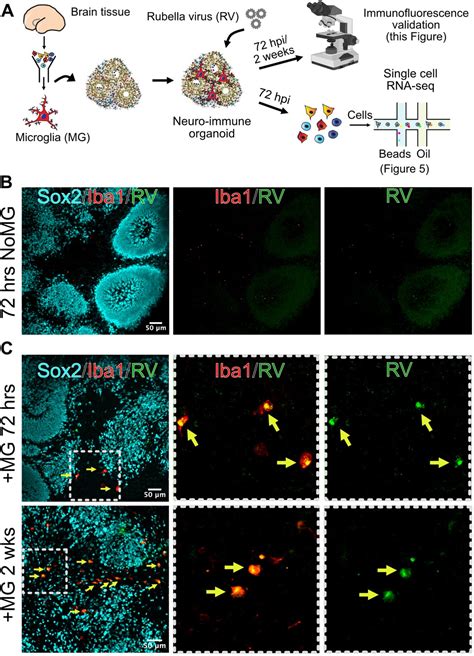 Rubella Virus Tropism And Single Cell Responses In Human Primary Tissue