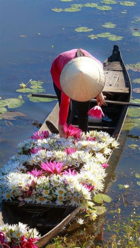 Conseils Voyage Vietnam🇻🇳 Récolte De Nénuphars à Moc Hoa Long An