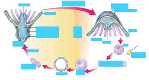 Cnidaria Life Cycle Diagram Quizlet