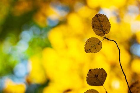 Hojas amarillas de otoño de álamo temblón en un día soleado Foto Premium