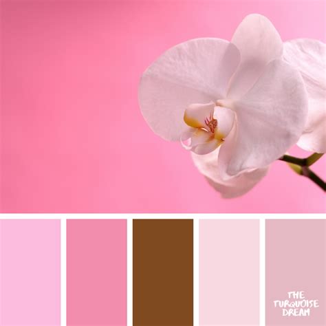 Simple Orchid Pink Pantone Orange Yellow