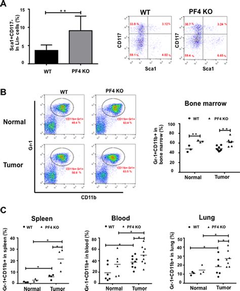 Increased Hematopoietic Progenitor Cells And Gr 1 CD11b Cells In PF4