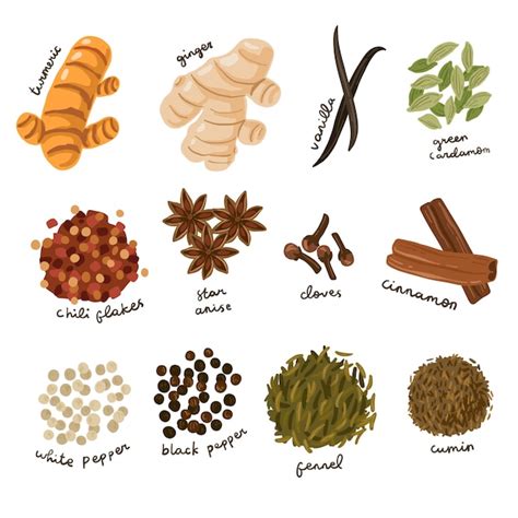 Premium Vector Hand Drawn Culinary Spices Illustration Set