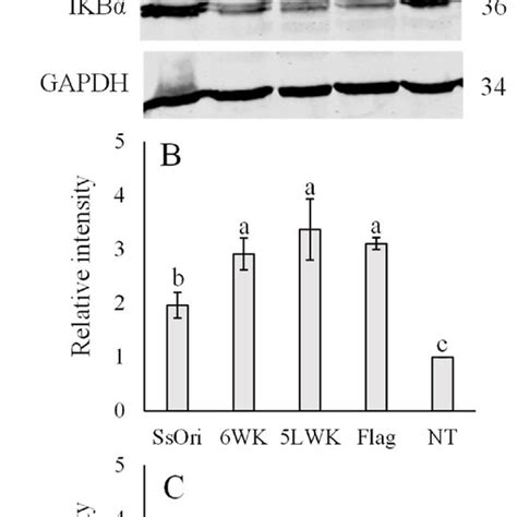 Immunodetection of p NF κBp65 and IκBα in TLR5c7 Fractions