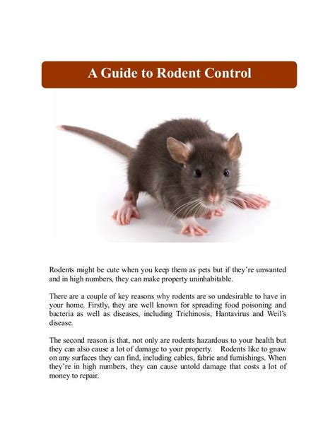 A Guide To Rodent Control