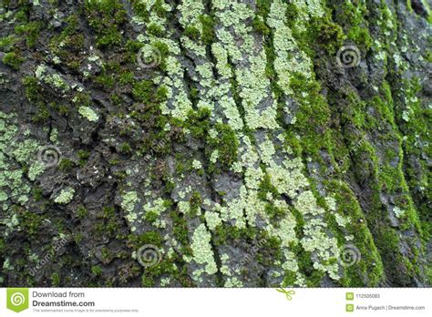 Lichen Et Mousse Vert Clair Sur L écorce D arbre Image stock Image du