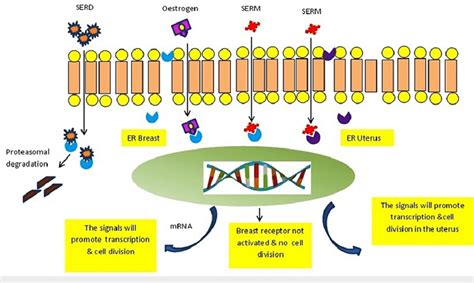 Mechanism of action of estrogen, SERM, and SERD. Estrogen attaches to ...