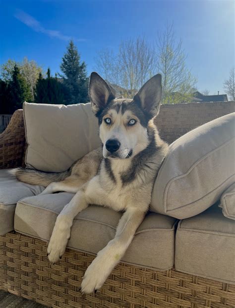 riverdale animal shelter adoption 8