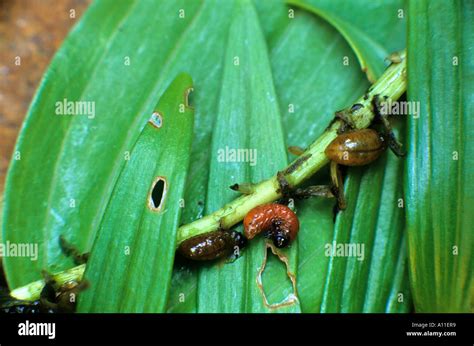 Lily beetle larvae Stock Photo - Alamy