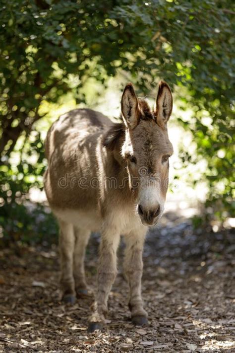 Domestic Donkey Breeds