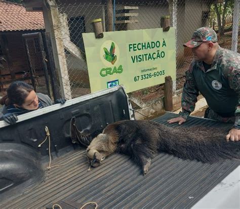 Pol Cia Militar Ambiental De Campo Grande Resgata Tamandu Bandeira