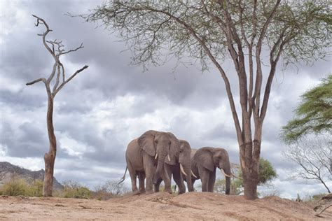 How to Support Elephant Conservation on Safari - Capture Africa Tours