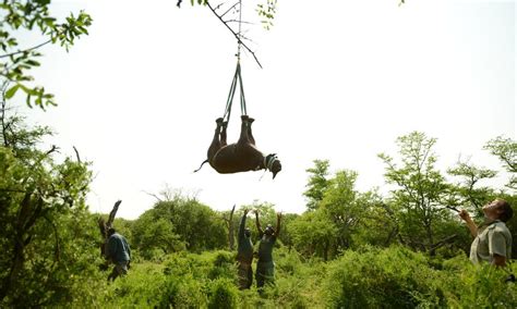 Wwf Is Saving Black Rhinos By Moving Them Stories Wwf