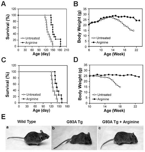 L Arginine Prolongs The Life Span Of Mutant Sod1 G93a Als Mice