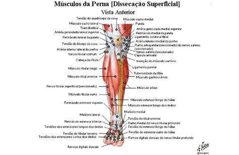 Músculos da perna Anatomia papel e caneta