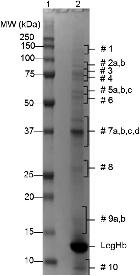 Coomassie Brilliant Blue Stained Sds Page Gel Showing A Production Lot Download Scientific