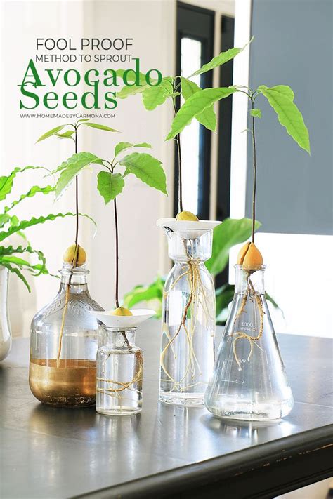 Fool Proof Methods To Grow An Avocado From Seed Avocado Plant From