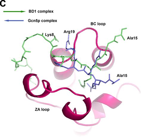 Structural Basis For Acetylated Histone H Recognition By The Human