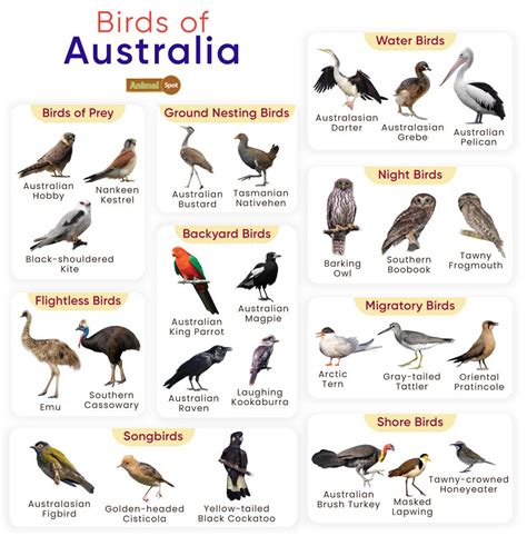 australian birds images  names  pictures infoupdateorg