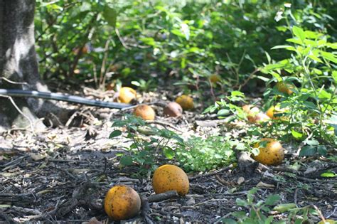 Battling Black Spot Citrus Industry Magazine