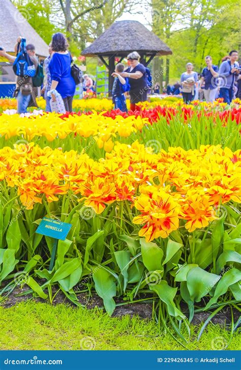 Coloridos Tulipanes Amarillos En Keukenhof Park Lisse Holland