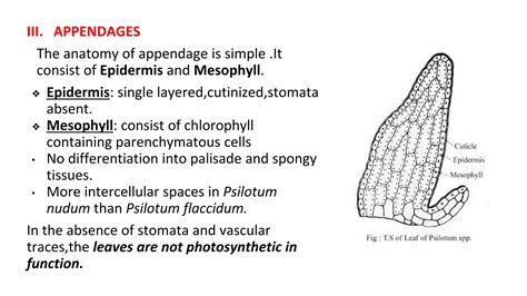 Psilotum Structure Morphology Anatomy Reproduction Life Cycle