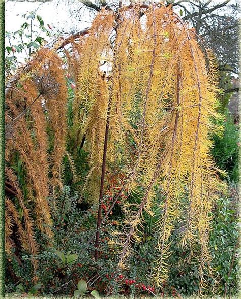 Plantfiles Pictures Larix Weeping Larch Pendula Larix Decidua By