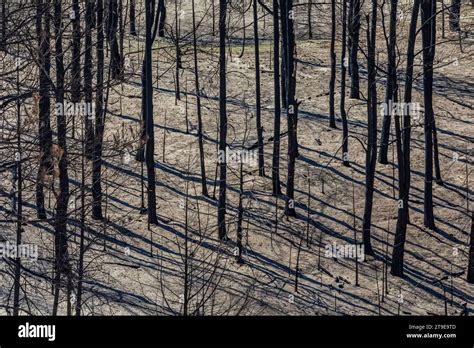 Part Of The Worlds Largest Man Made Forest Burned In The Bovee Fire