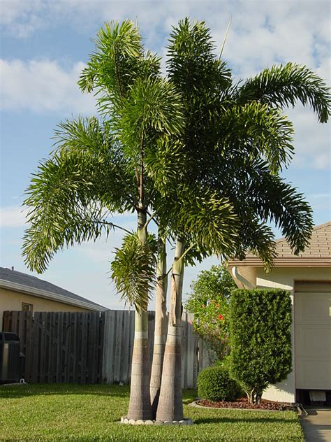 Foxtail Palm Tree Wodyetia Bifurcata Urban Tropicals