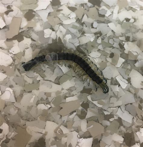 Centipede found in bathroom, central Alabama. Its backside seems to be