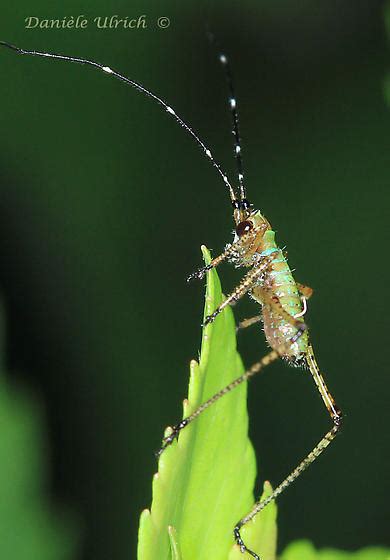 Scudderia Nymph Scudderia BugGuide Net