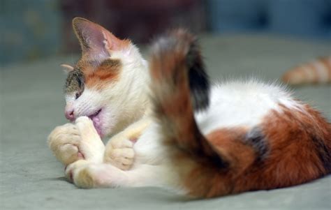 Decoding Your Cat's Health: 9 Home Remedies For Cat Scabs