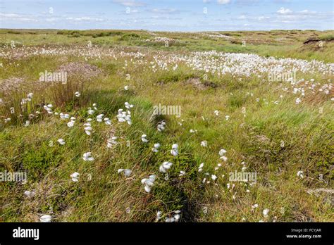 Common Cotton Grass Or Cottongrass Eriophorum Angustifolium In Summer On The Restored Moorland