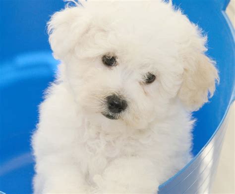 Bichon Frise Puppies For Sale Dallas Tx