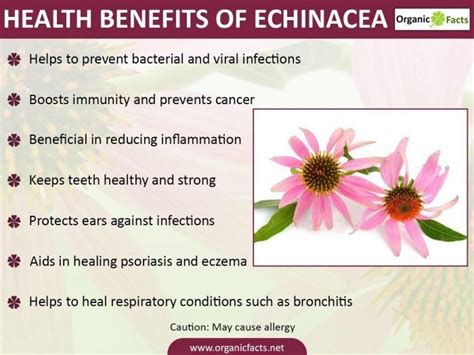 Health Benefits Of Echinacea Echinacea Benefits Echinacea Health