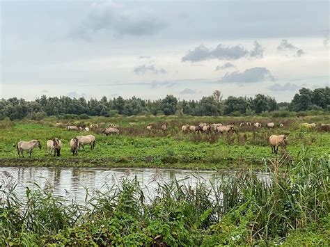 Wandelen en wildlife spotten bij de Oostvaardersplassen - Is het nog ver?