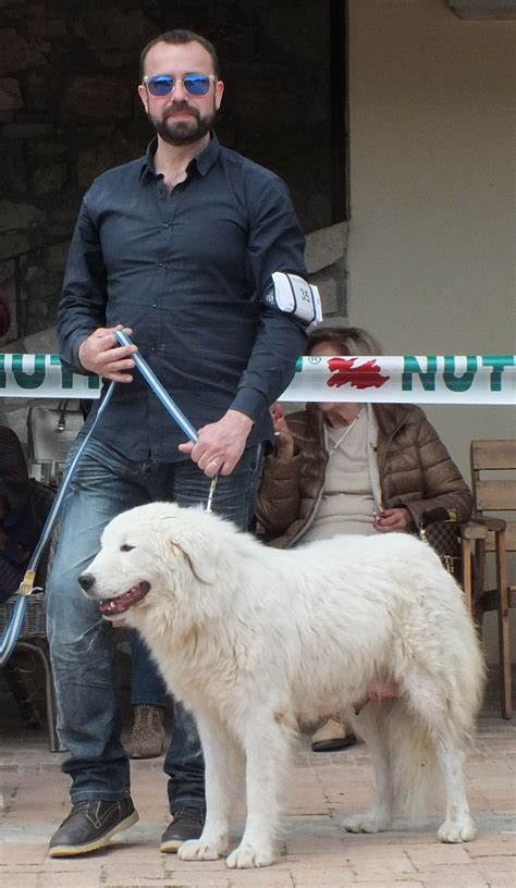 CUELLA DEL VELINO SIRENTE Allevamento Del Velino Sirente Cani Da