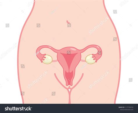 Vektor Stok Female Reproductive System Anatomy Chart Cute Tanpa