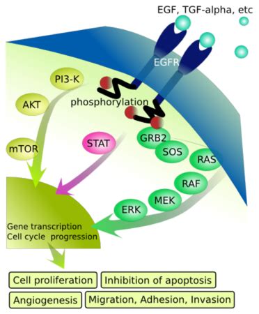 Cell Communication Concept & Examples - Lesson | Study.com