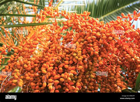 Date Palm Phoenix Dactylifera Palm Hi Res Stock Photography And Images