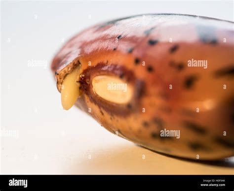 Sprouting Runner Bean Seed Stock Photo Alamy