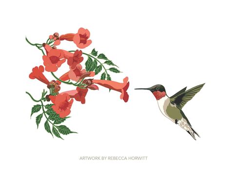 Hummingbird and trumpet vine | REBECCA HORWITT