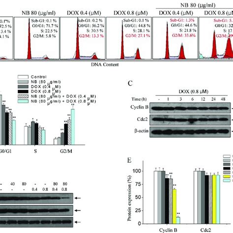 Nb Potentiates Dox Induced G M Phase Arrest In U Cells A B